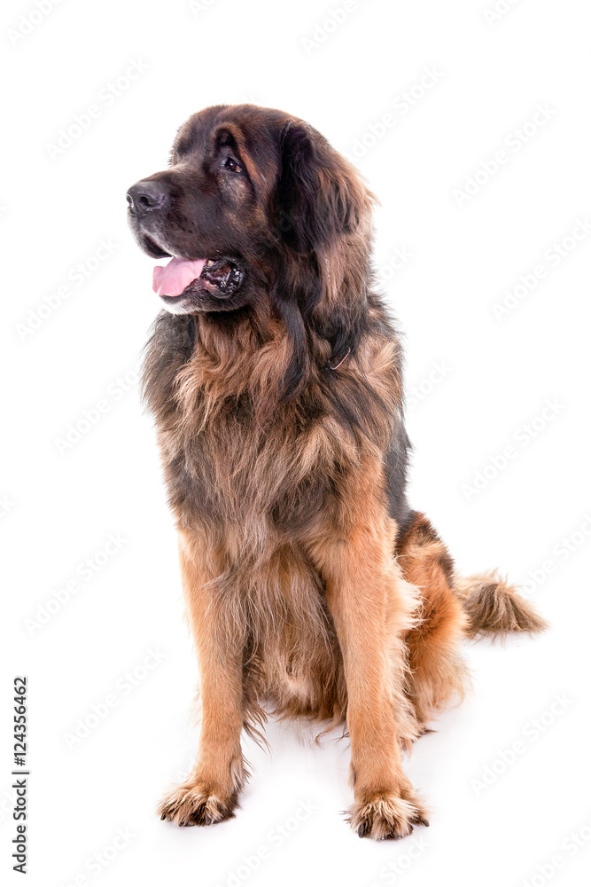 Berner Sennenhund dog portrait sitting