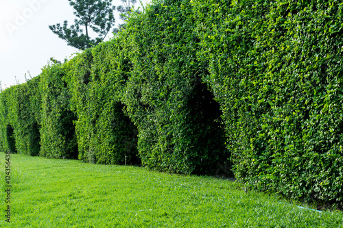 Tunnel through trees