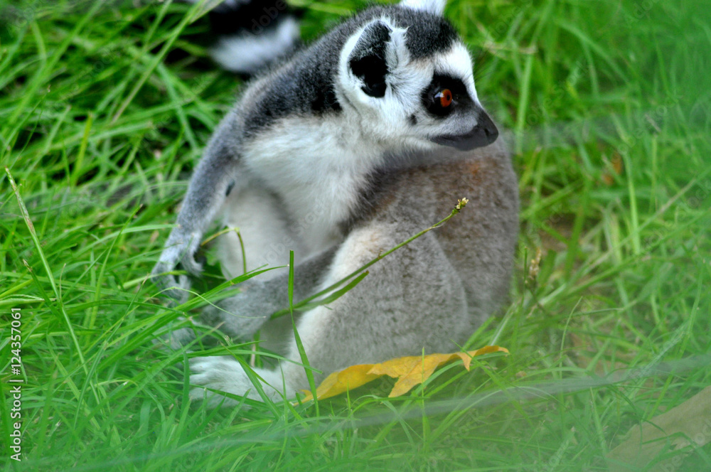 Fototapeta premium lemure