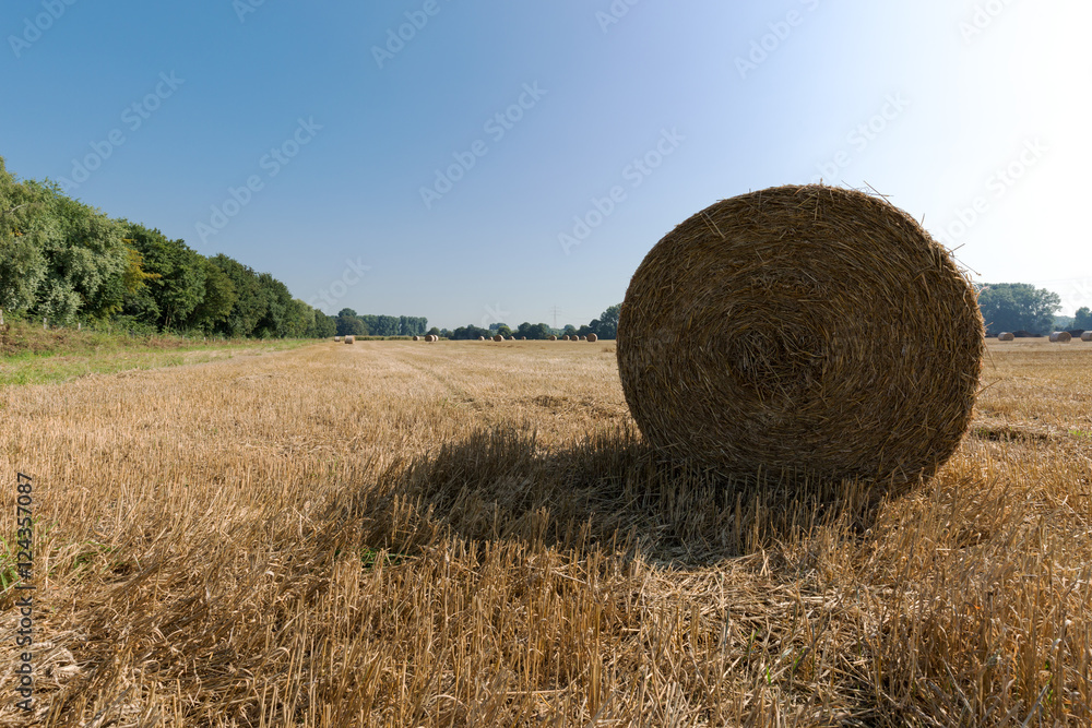 Harvest has been finished at Krefeld / Germany Harvest has been finished at Krefeld / Germany
