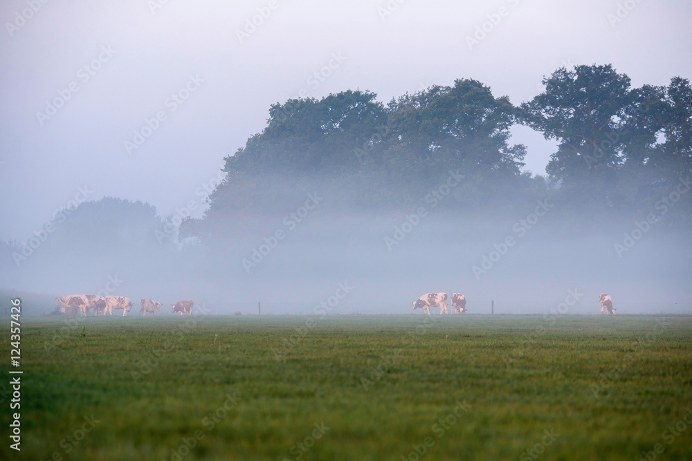 Fototapeta premium Group of cows in field with morning mist. Geesteren. Gelderland.