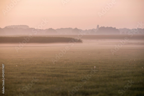 Corn fields in morning mist. Dutch rural landscape. Geesteren. G