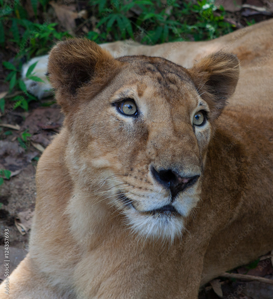 Rare Asiatic lioness in the national Park Nayyar Dam, Kerala, India Rare Asiatic lioness in the national Park Nayyar Dam, Kerala, India