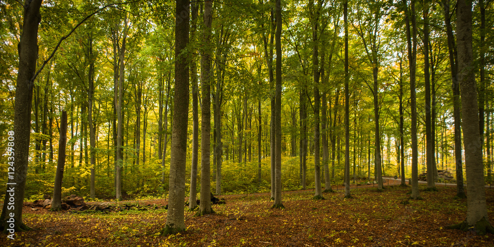 Obraz premium Country road surrounded by colorful beech trees in autumn