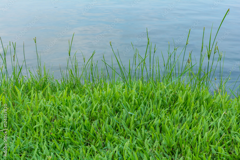 grass on the beside a pond in the garden