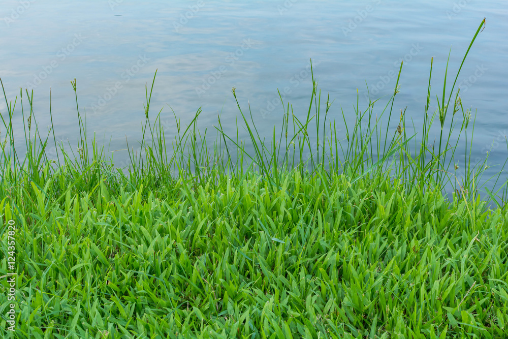 grass on the beside a pond in the garden grass on the beside a pond in the garden