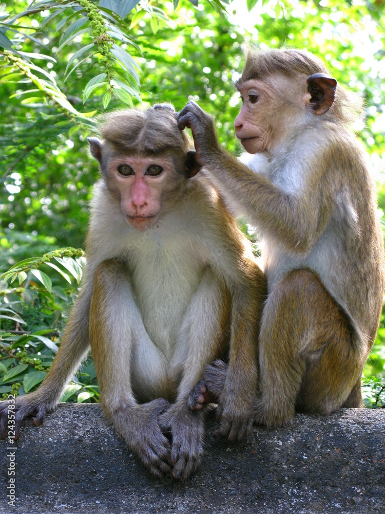 Funny monkey, Ceylon Funny monkey, Ceylon