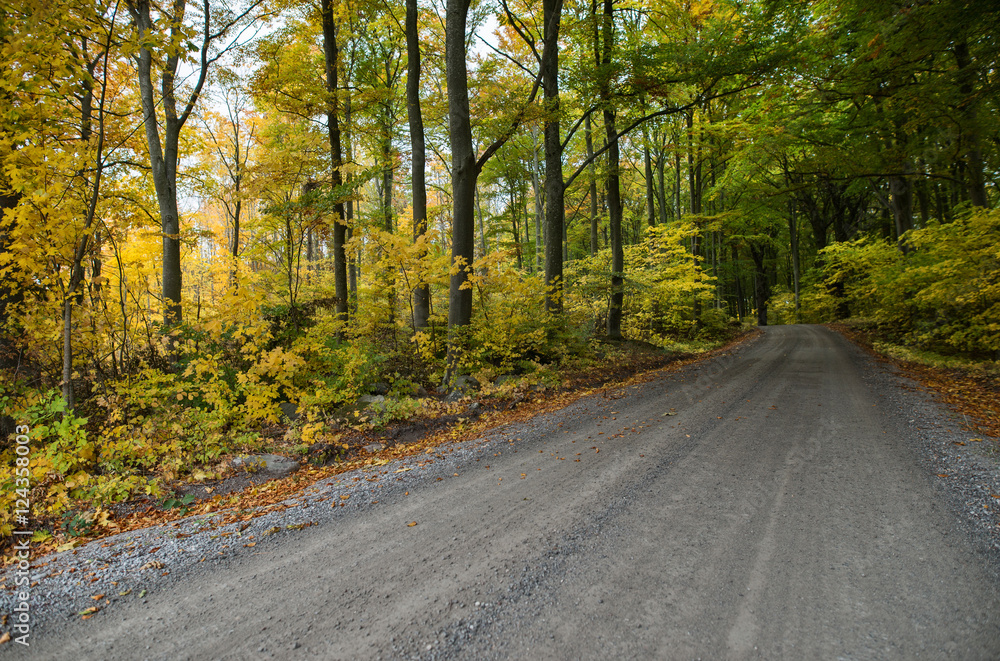 Country road surrounded by colorful beech trees in autumn