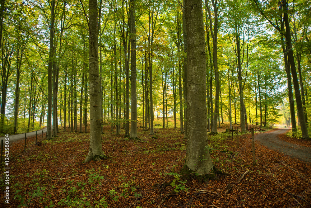 Country road surrounded by colorful beech trees in autumn Country road surrounded by colorful beech trees in autumn