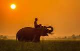 Elephant are a happy on field with bulldozers and mahout in sunrise, Surin,Thailand