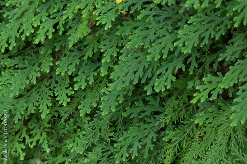 Fern leaf pattern for background.