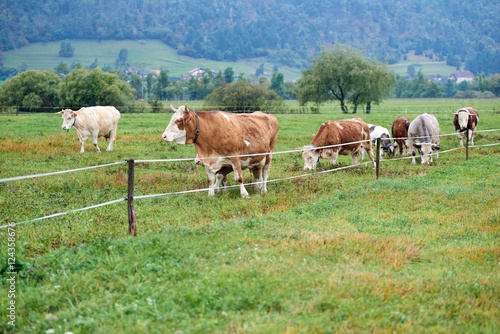 Cows grazing on a green field