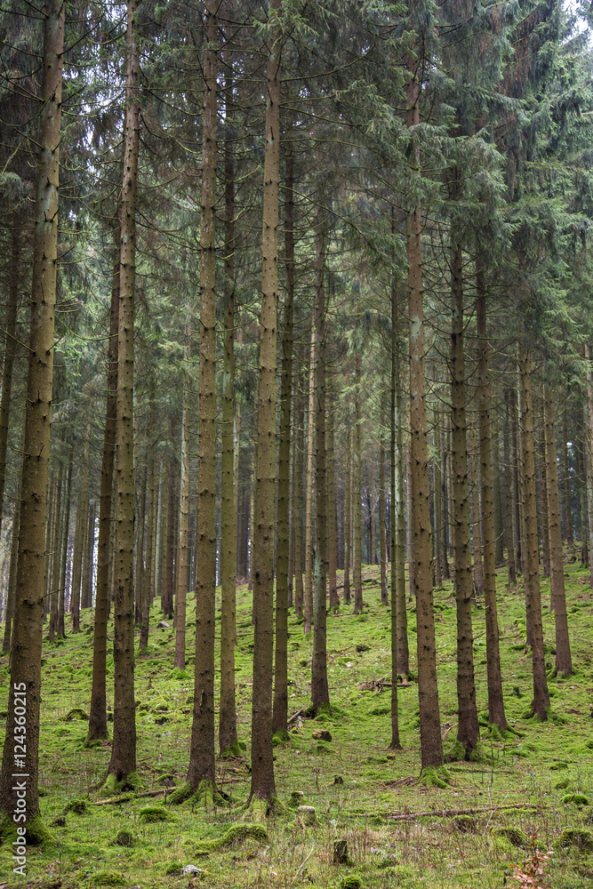 Wald Wald