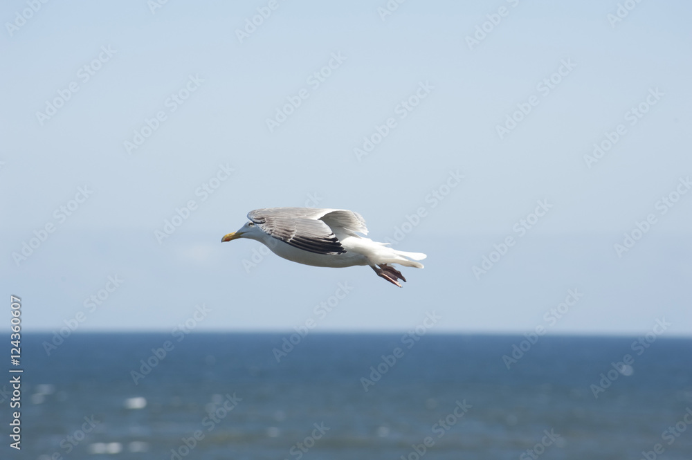 Naklejka premium Seagull in flight