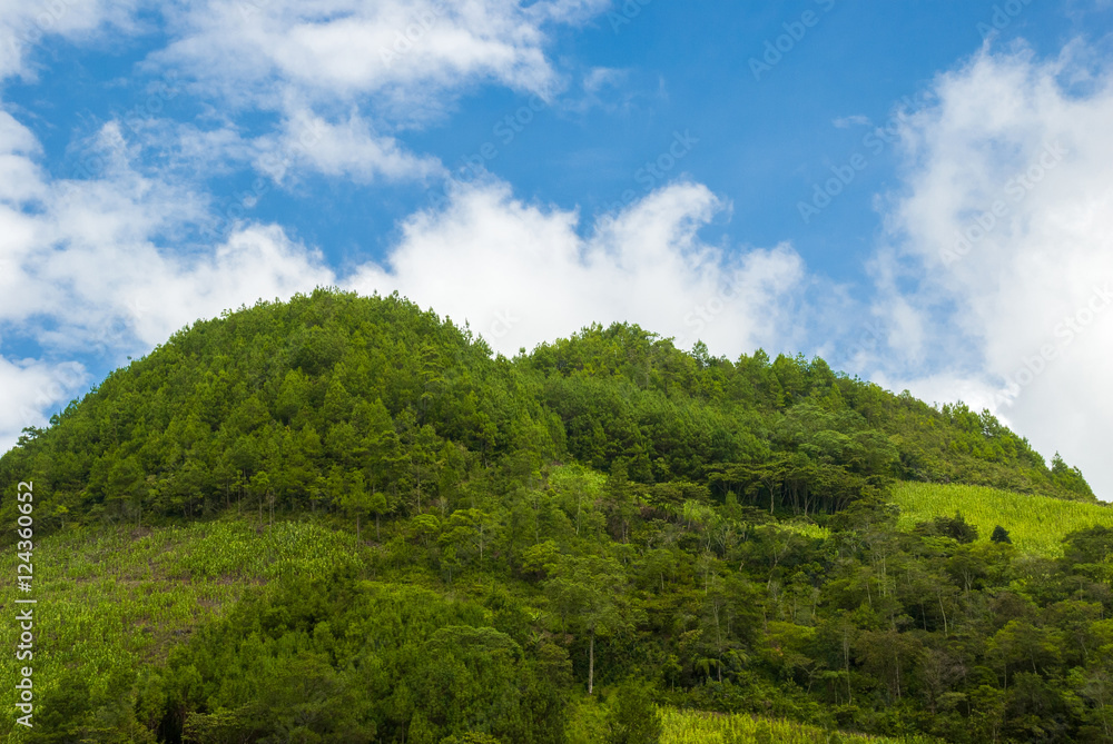 Enigmatic and mysterious forests of Central America. Guatemala Enigmatic and mysterious forests of Central America. Guatemala