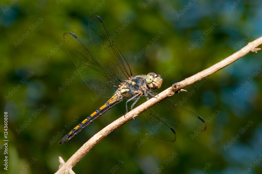 Seaside Dragonlet Dragonfly (Erythrodiplax berenice) on a twig Seaside Dragonlet Dragonfly (Erythrodiplax berenice) on a twig