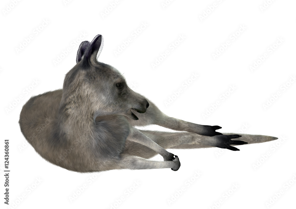 3D Rendering Kangaroo on White