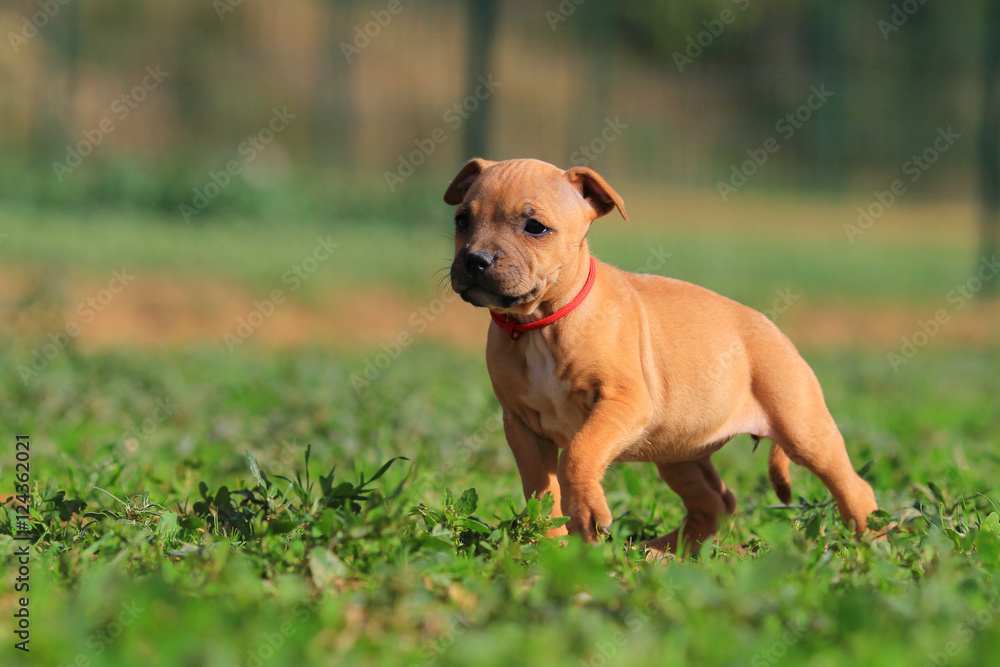 puppy staffordsshire bull terrier