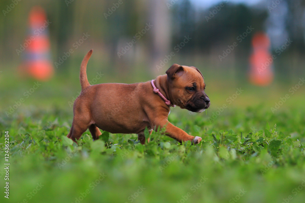 puppy staffordsshire bull terrier