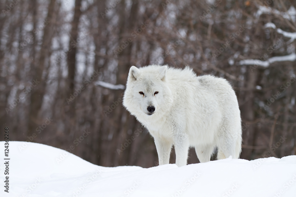 Naklejka premium A lone Arctic wolf (Canis lupus arctos) isolated on white background closeup in the winter snow in Canada
