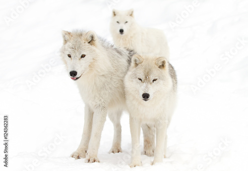 Three Arctic wolves (Canis lupus arctos) isolated on white background closeup in the winter snow in Canada
