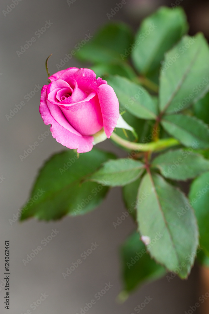 Rose on nature background