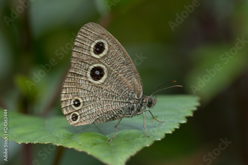 Butterfly in Thailand and Southeast Asia.