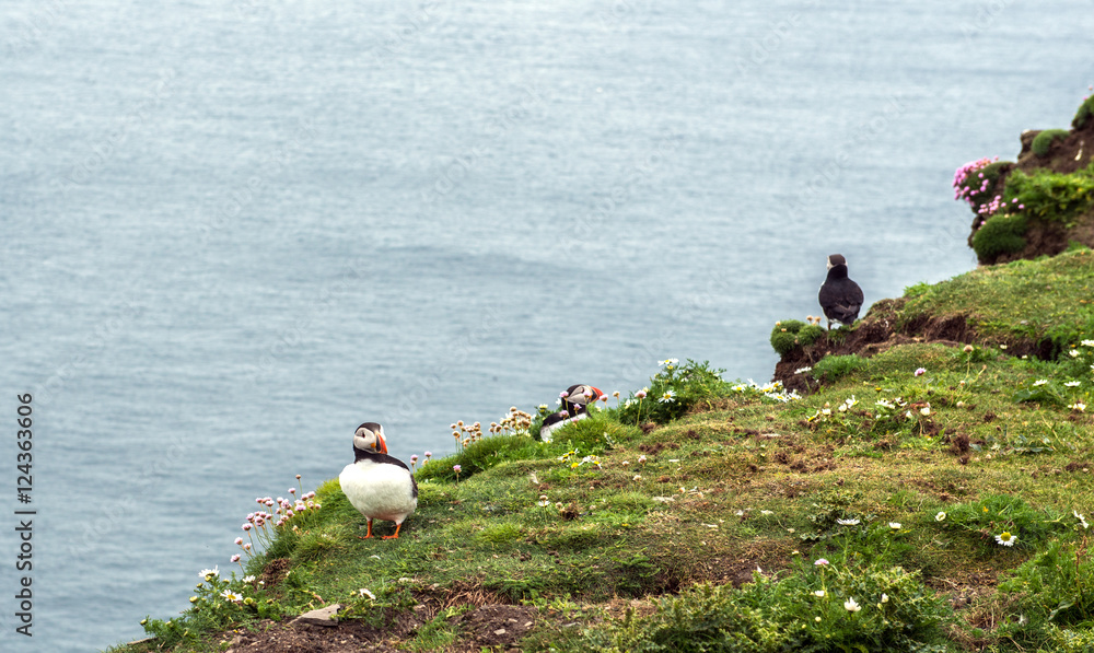 Φωτογραφία Puffins on the cliff at Sumburgh Head, a seabird reserve and the southernmost po