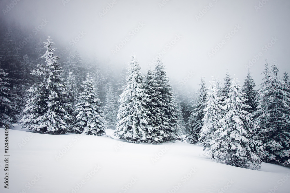 Christmas background with snowy fir trees Christmas background with snowy fir trees