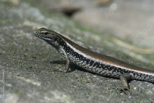 small skink