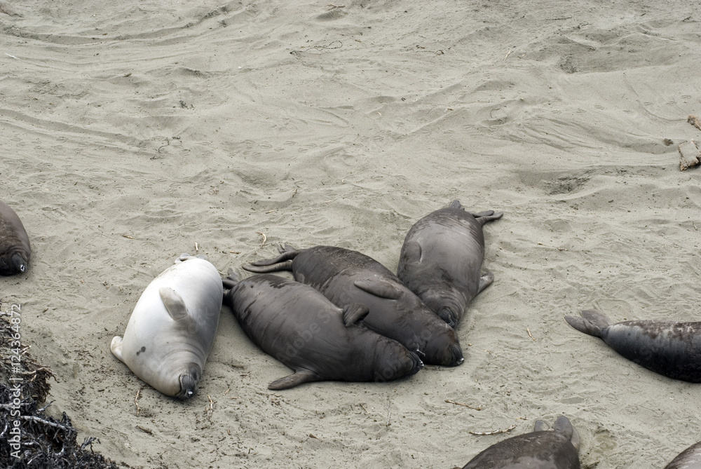Fototapeta premium sleepy seals