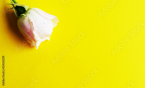 White rose background