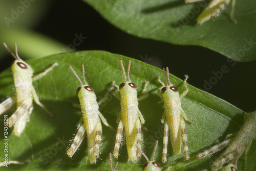 Foto Small locusts on green leaf