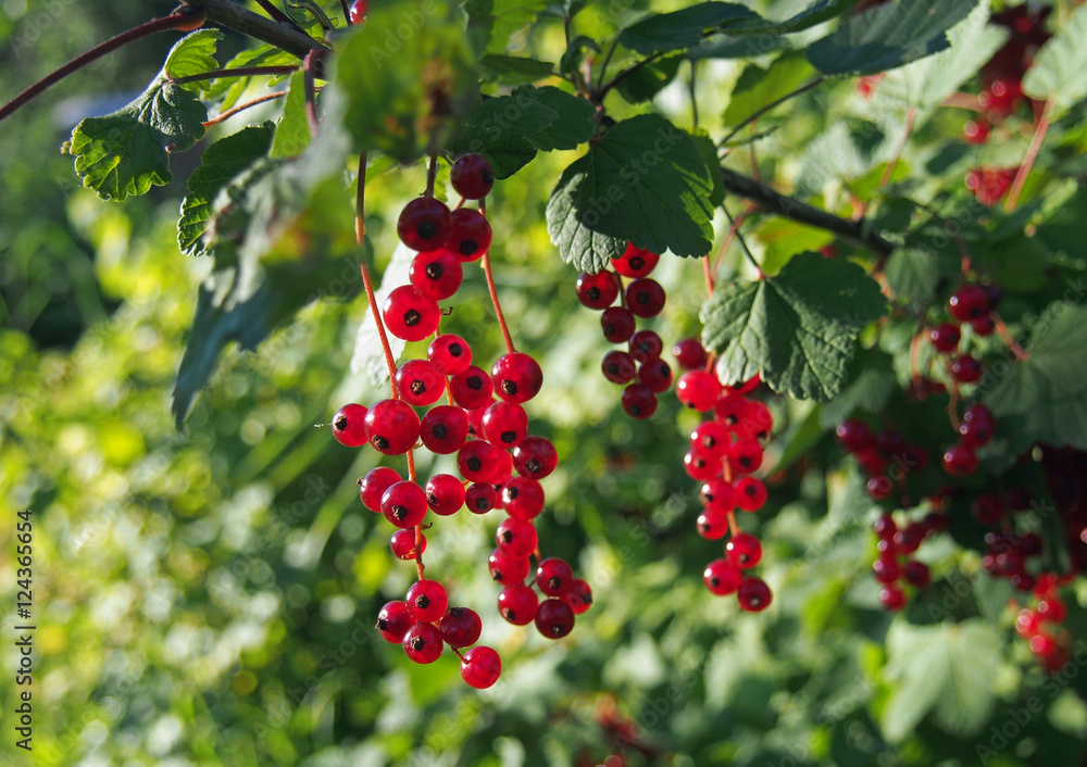 Obraz premium Red currant ripe berries in a garden