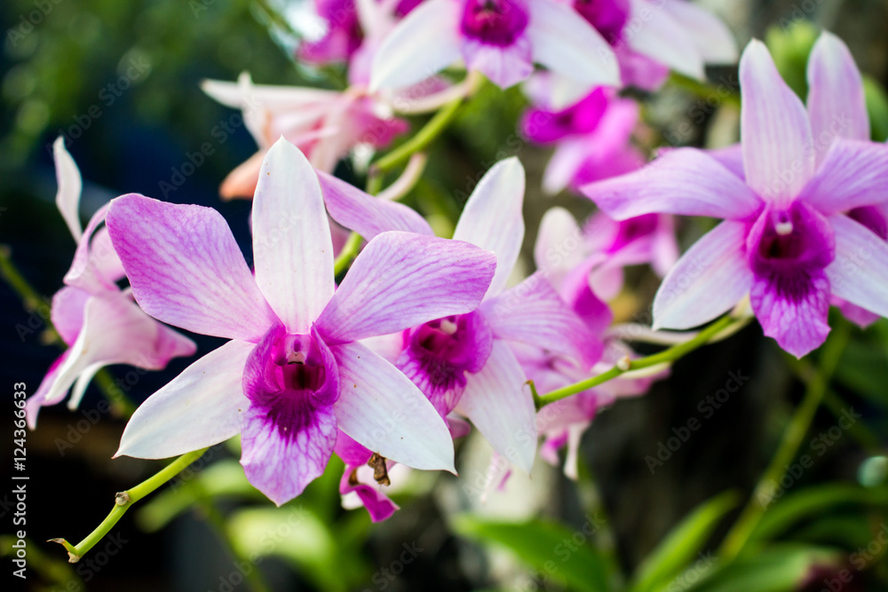 Abstract soft purple and white orchid flower, select focus one flower and blurred in the other. Abstract soft purple and white orchid flower, select focus one flower and blurred in the other.