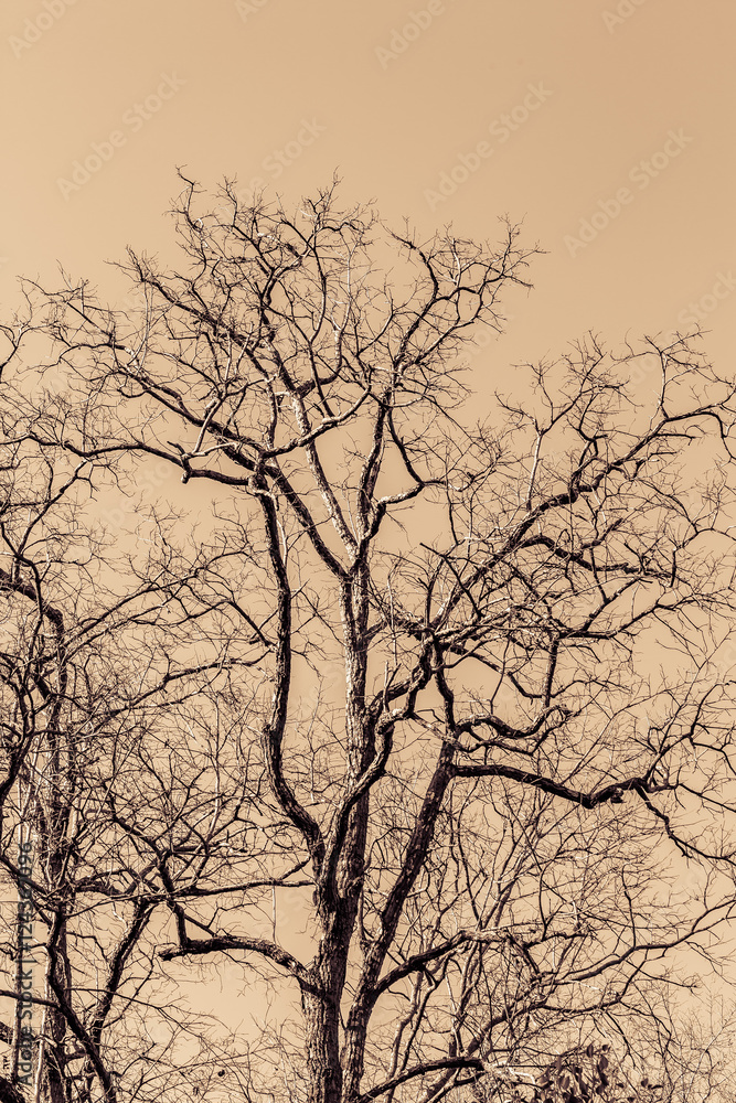 dry tree dry tree