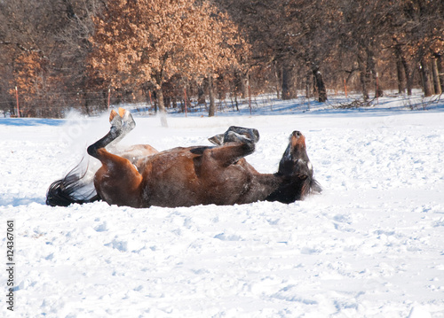 Dark bay horse enjoying a good roll in deep snow photo