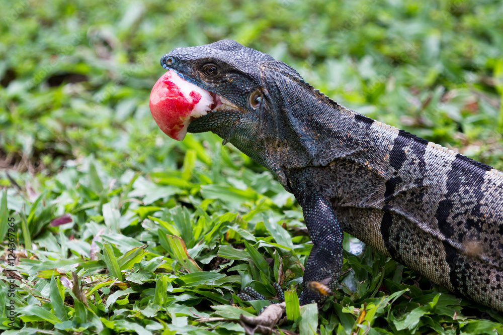 Naklejka premium Tropical Iguana in Costa Rica