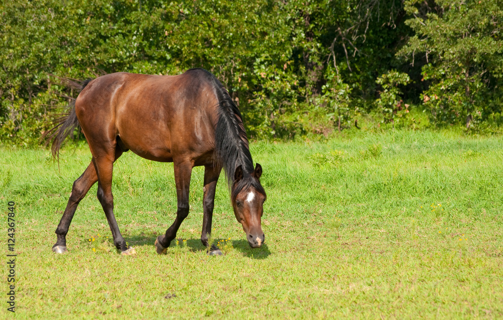 Dark bay horse grazing in pasture Dark bay horse grazing in pasture