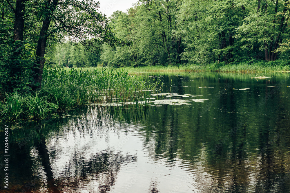 Green landscape. trees and river. nature, forest Green landscape. trees and river. nature, forest
