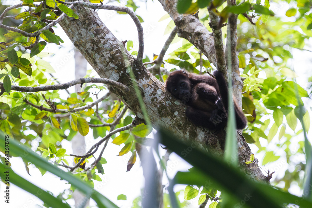 Fototapeta premium mantled howler monkey - Alouatta palliata