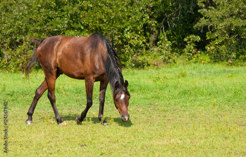 Dark bay horse grazing in pasture © pimmimemom