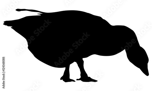 Isolated Goose or Duck Silhouette