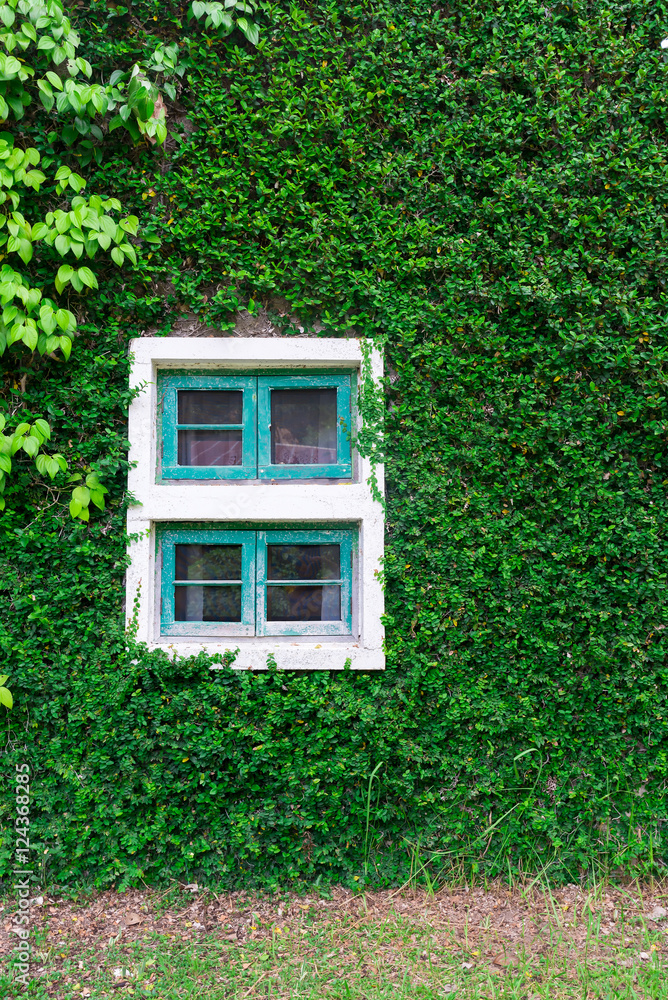 window and of a wall covered with ivy window and of a wall covered with ivy