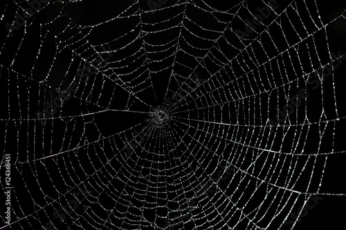 Fotografia Large spider web