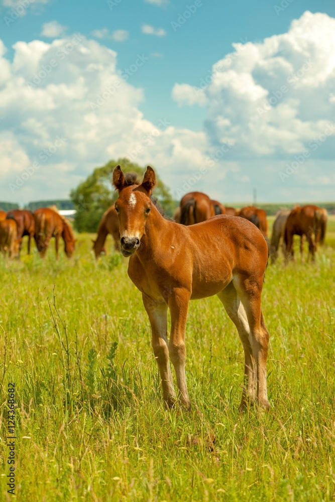 young stallion on the green meadow