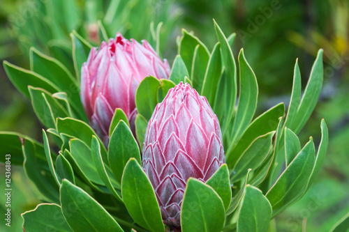 Fototapeta Naklejka Na Ścianę i Meble -  Hawaii Pflanzenwelt