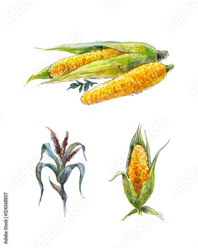 corn watercolor