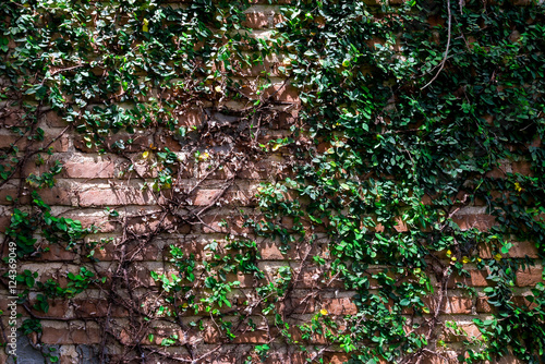 Brick Wall covered with ivy