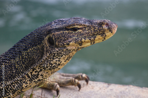 close up Water monitor lizard